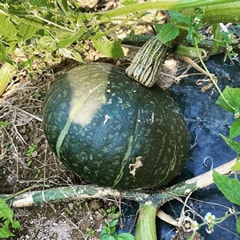 西野農場